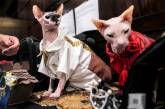 Ежегодный модный показ среди кошек в Нью-Йорке. ФОТО