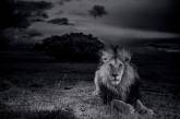 О жизни львов в Национальном парке Серенгети. ФОТО