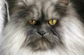 Найден самый злобный кот в мире, который покорил Сеть рогами и усами. ВИДЕО