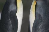 В Берлине пара пингвинов-самцов «усыновила» брошенное яйцо  