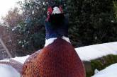 Жителей британской деревни запугал агрессивный фазан