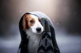 Динамичные портреты собак от талантливого фотографа. Фото