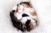 Смешные котята, которые забавно спят
