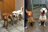 До и после: перевоплощения собак, которые обрели любящих хозяев. ФОТО