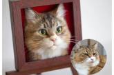 3D-портреты кошек от мастера Вакунеко из Японии. ФОТО