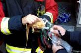Британские пожарные откачали угоревшую бородатую ящерицу