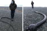 На побережьях Чукотского полуострова обнаружили огромных «морских змей» из США. ФОТО