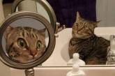Пользователей интернета рассмешило фото удивленной кошки. ФОТО