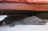 Житель Зимбабве нашел под кроватью крокодила 