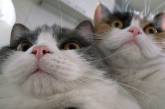 Котики и их пушистые двойные подбородки. ФОТО
