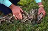 В доме жителя Нью-Йорка обнаружены 850 змей