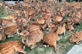 Удивительный японский город оленей Нара. ФОТО