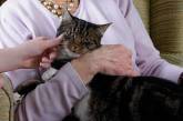 В штате Нью-Йорк пропавший котенок вернулся к хозяйке через 11 лет. ФОТО