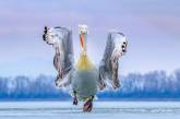 Победители фотоконкурса Bird Photographer of the Year 2019. ФОТО