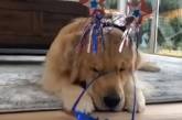 Новый хит: недовольная реакция собаки на праздничный наряд. ВИДЕО