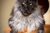 В сети набирает популярность огромный кот породы мейн-кун. ФОТО