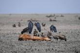 Озеро в Ботсване превратилось в грязное болото и убивает животных. ФОТО