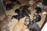 Женщина приютила 97 собак, чтобы спасти их от урагана Дориан. ФОТО