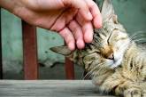 Учёные выяснили, что кошки испытывают стресс, когда их гладят