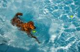 «Собачий день» в аквапарке Колорадо. ФОТО