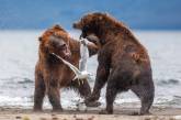 Агрессивный самец решил напасть на медвежат, но на защиту встала их мать. ФОТО
