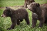 В России спасли гималайского медвежонка, застрявшего головой в бидоне