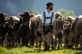 Коровы спускаются с горных пастбищ в Германии. ФОТО