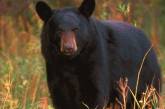 Канадец спасся от медведя, схватив зверя за язык 