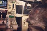 Свинья, пони и павлин: экзотические животные на борту самолета. ФОТО