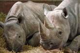Спасение учёными почти исчезнувших белых носорогов. ФОТО