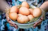 Медики рассказали, чем заменить в рационе куриные яйца