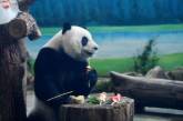 В Тайване панд накормили лунными пряниками