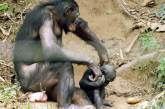 Между людьми и бонобо нашли сходство в эмоциональном развитии