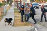 Полицейских собак в Калифорнии обвиняют в… расизме 