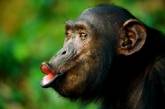 Шимпанзе кричат, чтобы быть услышанными