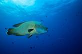 Удивительные подводные снимки от Жасмин Кэри. ФОТО