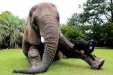 Слоны и моськи мочатся за одно и то же время благодаря гравитации