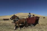 Уборка урожая с помощью упряжек лошадей и мулов в США. ФОТО