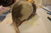 Крыса, умеющая рисовать, стала звездой Сети. ФОТО