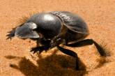 Найдены галопирующие навозные жуки