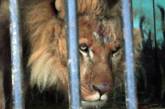 Концлагерь для зверей: в Северодонецке разразился скандал вокруг передвижного зоопарка