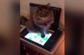 Пользователей сети покорила кошка-композитор электронной музыки. ФОТО