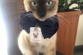 Настоящий кот-адвокат, который работает в ассоциации юристов. ФОТО
