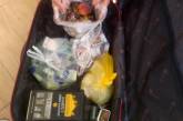 Вывозили еду в чемодане: туристы из России опозорились на отдыхе в Турции. ФОТО