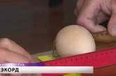 Есть рекорд: в Беларуси курица снесла самое большое в мире яйцо. ФОТО