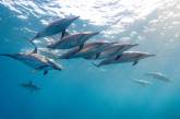Дельфины – уникальные жители нашей Земли. ФОТО