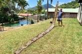 Австралиец нашел кожу 7-метрового питона. ФОТО