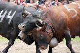 Швейцарские фермеры нашли новый способ инвестиций