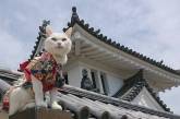 Необычный кошачий храм в Японии. ФОТО