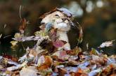 Сеть покорила реакция львенка на осенние листья. ФОТО